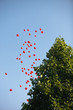 Foto: Herzluftballons steigen auf Herzluftballons steigen auf