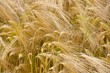 Im Kornfeld
