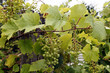 Foto: Weisse Weinbeeren Weisse Weinbeeren