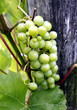 Foto: Weisse Weinbeeren Weisse Weinbeeren
