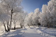 Cold day Cold day