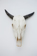 Close-up of a cow skull mounted on the wall