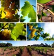 Planche photos Vigne