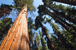 Sequoia