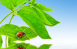 ecology concept