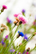 colorful flower bed with many flowers