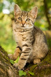 Kitten Kitten