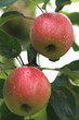 Apfel am Baum