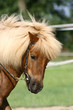 Pony unterm Sattel