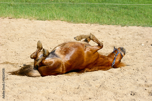 Foto: Shetty beim Wälzen Shetty beim Wälzen