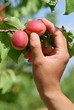 Picking Apricot Picking Apricot