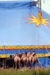 Circus