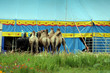 Circus