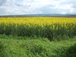 Rapsfeld