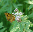 Butterfly on the flower.