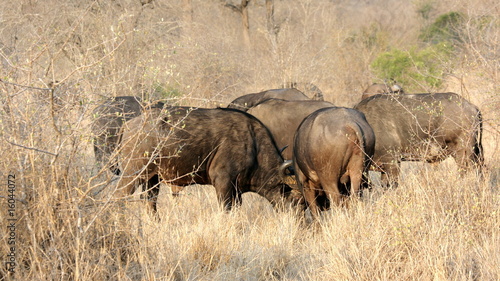 Photo: Buffalo conspiracy, Sabi Sands, South Africa Buffalo conspiracy, Sabi Sands, South Africa