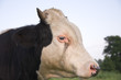 Foto: Young bull head Young bull head