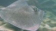 Stingray Stingray