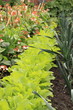 Herb garden