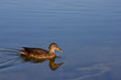 Ente