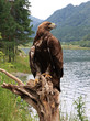 Golden eagle Golden eagle
