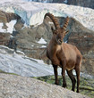 Steinbock Steinbock