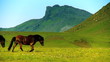 Roaming Wild Horses