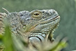 Green Iguana