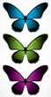 Vector: Butterflies Butterflies