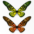 Vector: Butterflies Butterflies