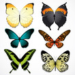 Vector: Butterflies Butterflies