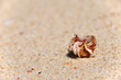 Hermit Crab