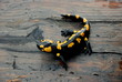 salamadra