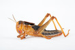 Wanderheuschrecke - Locusta migratoria