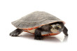 Pink-bellied Sideneck Turtle Pink-bellied Sideneck Turtle