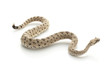 Sidewinder Sidewinder