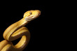 Amazon tree boa Amazon tree boa
