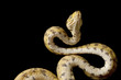Amazon tree boa Amazon tree boa