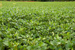 A green soybean field with trees background