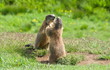 due marmotte