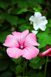 Lavatera rose and white flowers blooming Lavatera rose and white flowers blooming