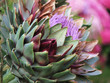 artichoke flower