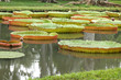 bassin de plantes aquatiques, jardin des Pamplemousses bassin de plantes aquatiques, jardin des Pamplemousses