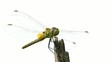 Libellula