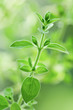 oregano