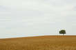 Einsamer Baum in Ödnis