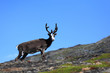 Reindeer Reindeer