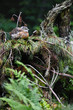 Auerhuhn Jungvogel