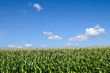Photo: Corn field Corn field