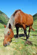 Cheval en vallée d'Eyne